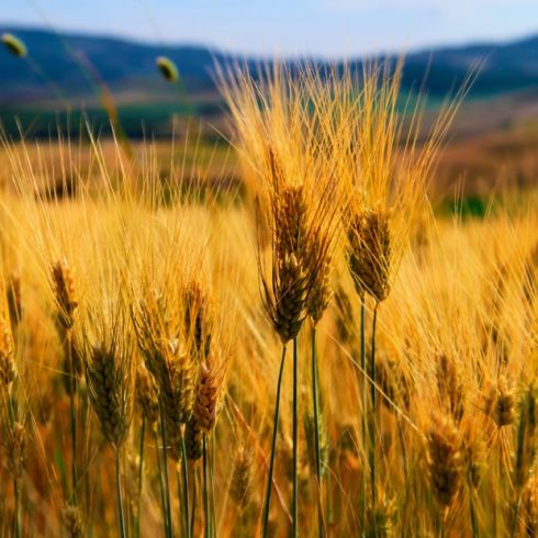 dry-grass